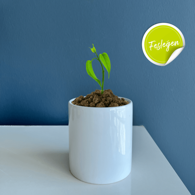 2540 - Seramik Saksı Dikim Kiti - Fesleğen