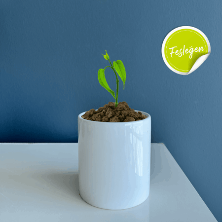 2540 - Seramik Saksı Dikim Kiti - Fesleğen