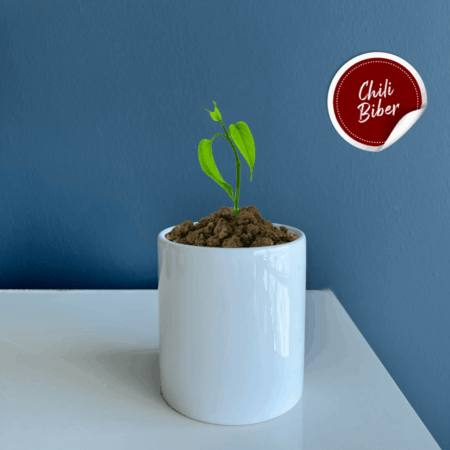 2542 - Seramik Saksı Dikim Kiti - Chili Biber