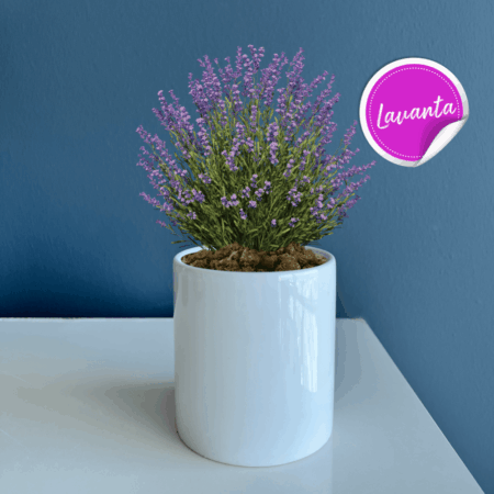 2545 - Seramik Saksı Dikim Kiti - Lavanta