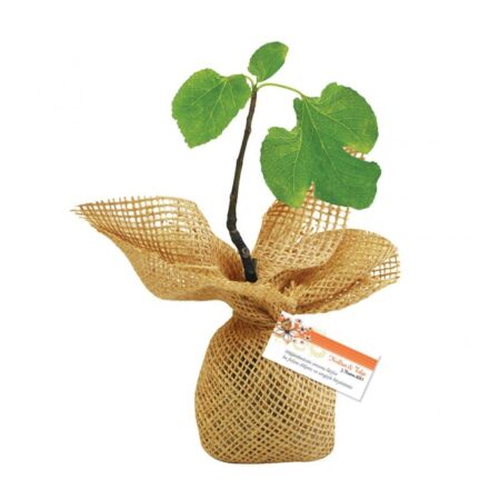 4600 - Promosyon İncir Fidanı