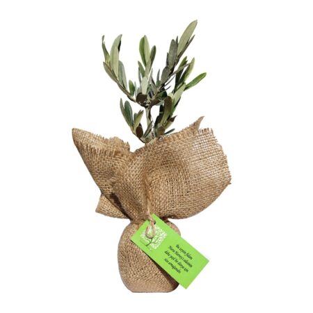 4602 - Promosyon Zeytin Fidanı