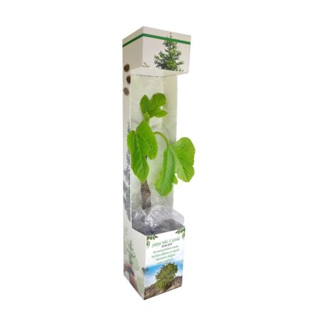 4605 - Promosyon İncir Fidanı